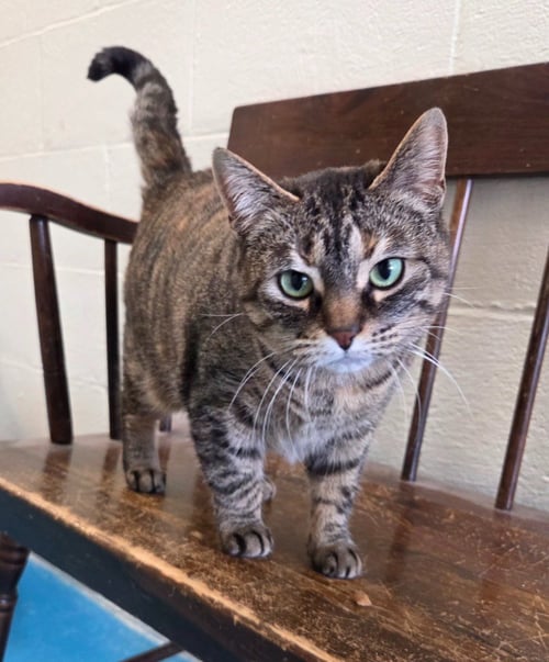 BANDITT - Domestic Short Hair available for adoption