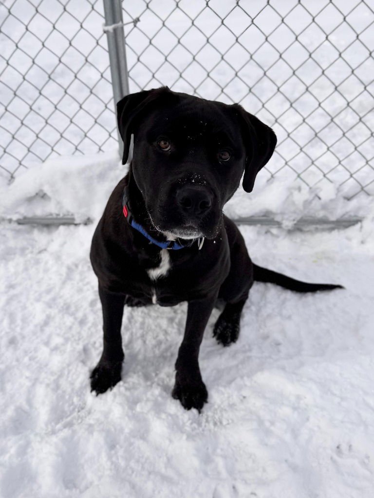 GOPHER - Labrador Retriever available for adoption