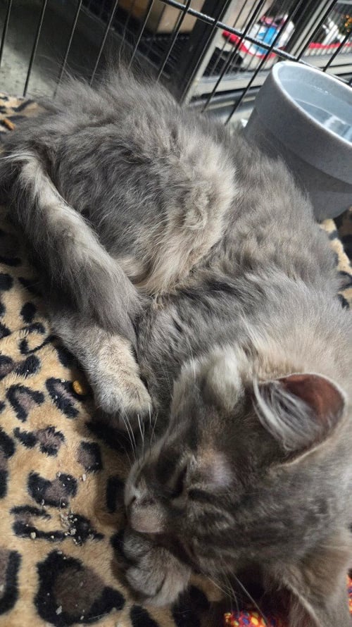 JERRY - Domestic Long Hair available for adoption