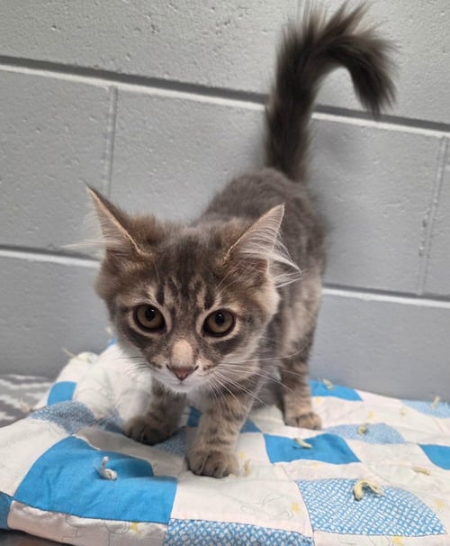 JERRY - Domestic Long Hair available for adoption