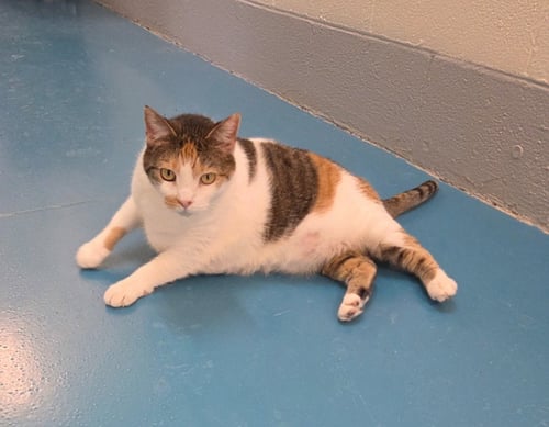 MIMI - Domestic Short Hair available for adoption