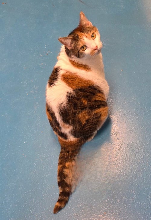 MIMI - Domestic Short Hair available for adoption