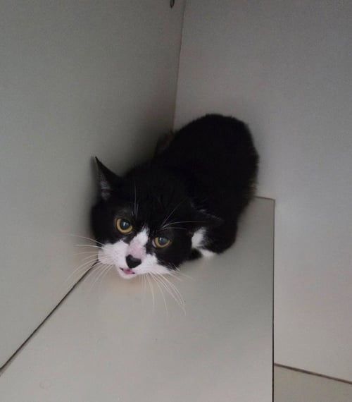JACK - Domestic Short Hair available for adoption