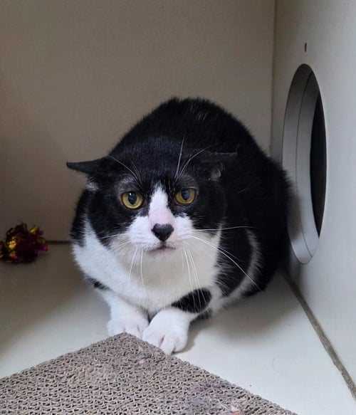 JACK - Domestic Short Hair available for adoption