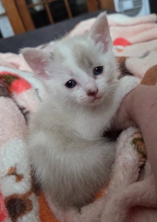 EVA - Domestic Short Hair available for adoption