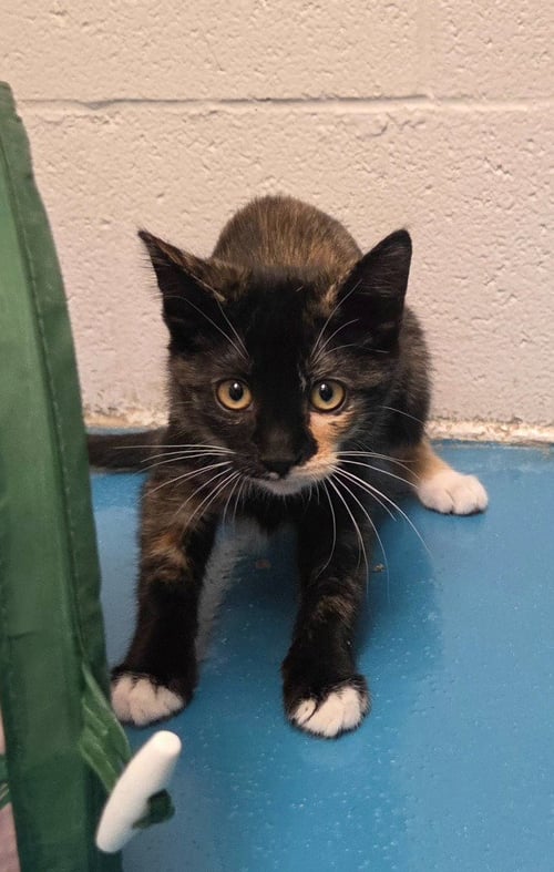 RAINBOW DASH - Domestic Long Hair available for adoption