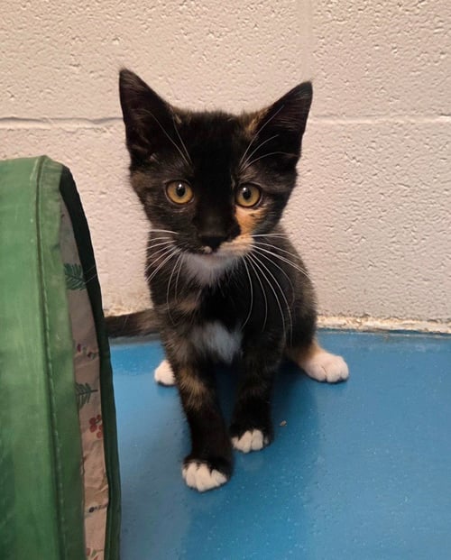RAINBOW DASH - Domestic Long Hair available for adoption
