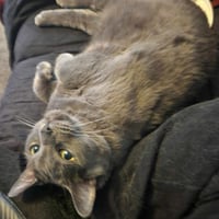 Teddi - Photo 1
