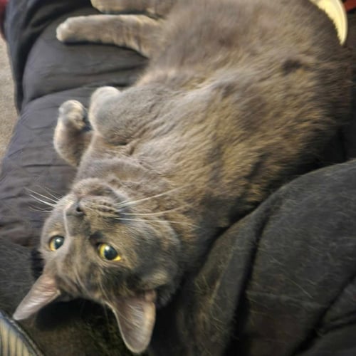 TEDDI - Domestic Short Hair available for adoption