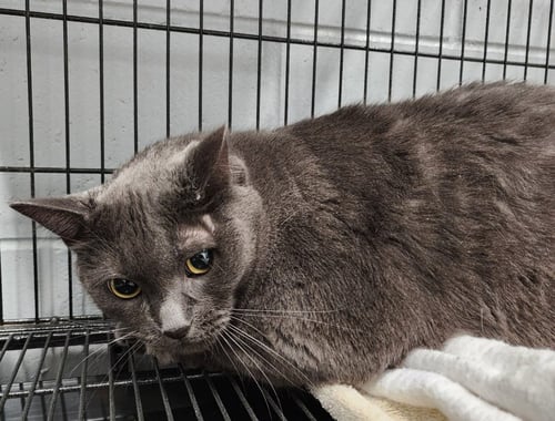 TEDDI - Domestic Short Hair available for adoption