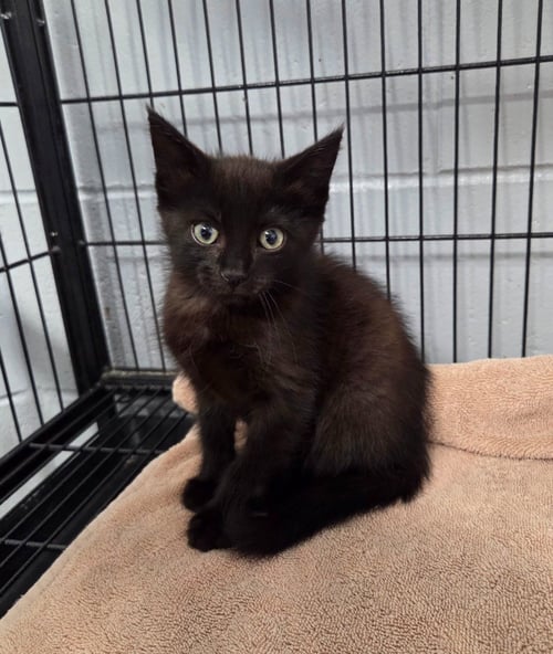 ANNABELLE - Domestic Short Hair available for adoption