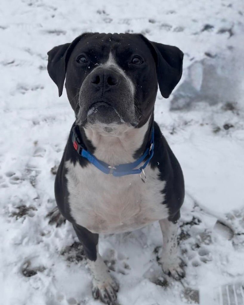 JOHNNY CASH - American Staffordshire Terrier available for adoption