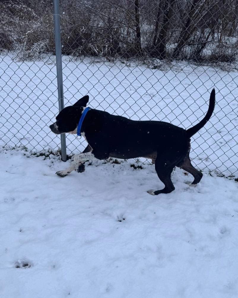 JOHNNY CASH - American Staffordshire Terrier available for adoption