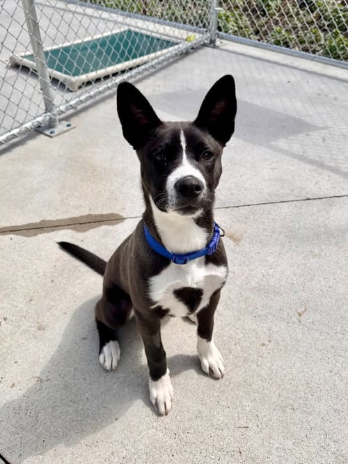 BILLY - Labrador Retriever available for adoption
