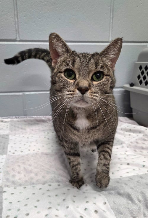 ANAMOLY - Domestic Short Hair available for adoption