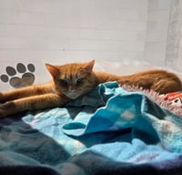 Hawkeye - Photo 2