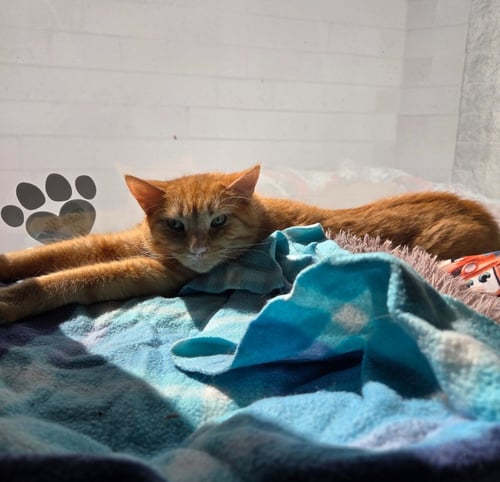 HAWKEYE - Domestic Short Hair available for adoption