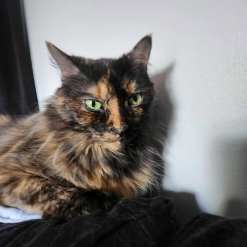 LUCIE - Domestic Long Hair available for adoption