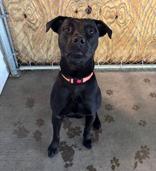 BERG - Labrador Retriever available for adoption