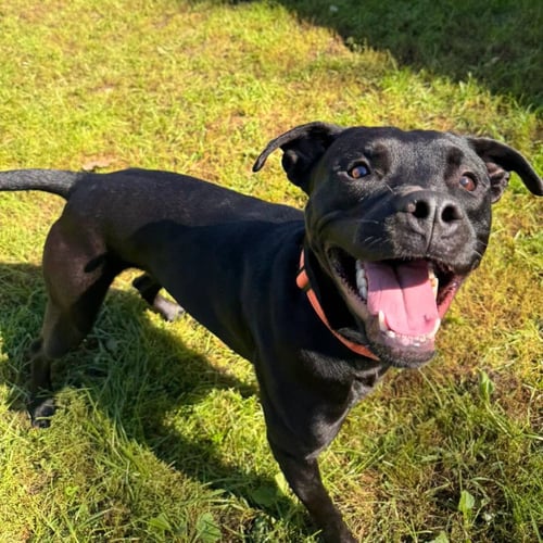 BERG - Labrador Retriever available for adoption