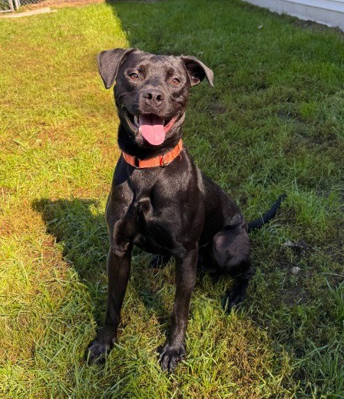 BERG - Labrador Retriever available for adoption