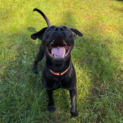 BERG - Labrador Retriever available for adoption