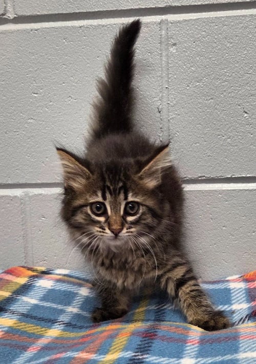 SAPHIRE - Domestic Long Hair available for adoption