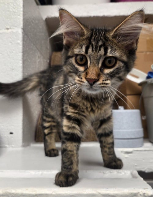SAPHIRE - Domestic Long Hair available for adoption