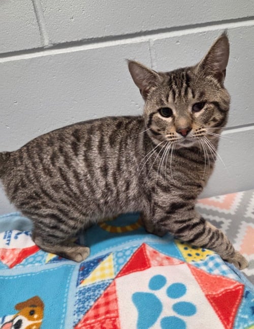 SQUATTER - Domestic Short Hair available for adoption