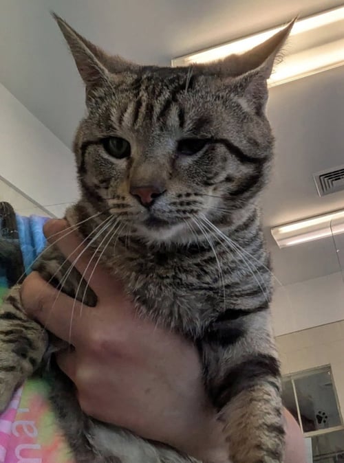 SQUATTER - Domestic Short Hair available for adoption