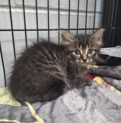 FLUTTERSHY - Domestic Long Hair available for adoption