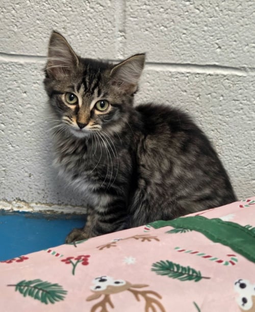 FLUTTERSHY - Domestic Long Hair available for adoption