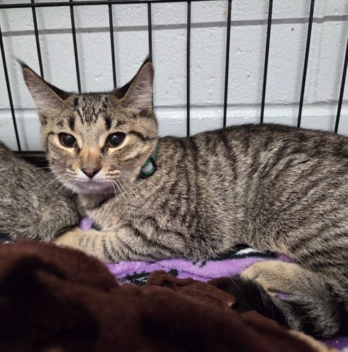 CHARLOTTE - Domestic Short Hair available for adoption