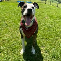 Snoopy - Photo 1