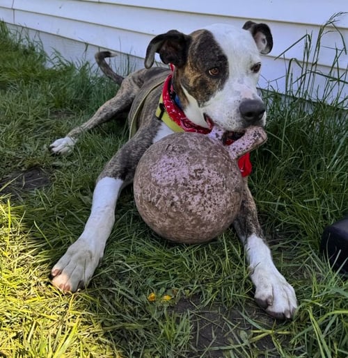 SNOOPY - Pit Bull Terrier available for adoption