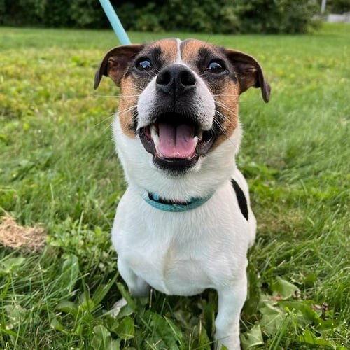 LUCKY - Jack Russell Terrier available for adoption