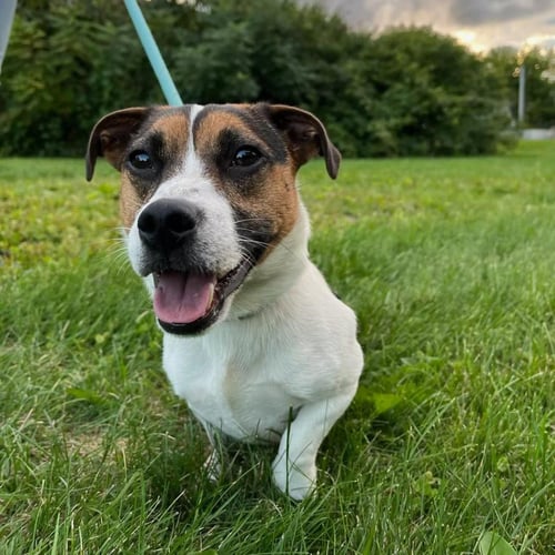 LUCKY - Jack Russell Terrier available for adoption