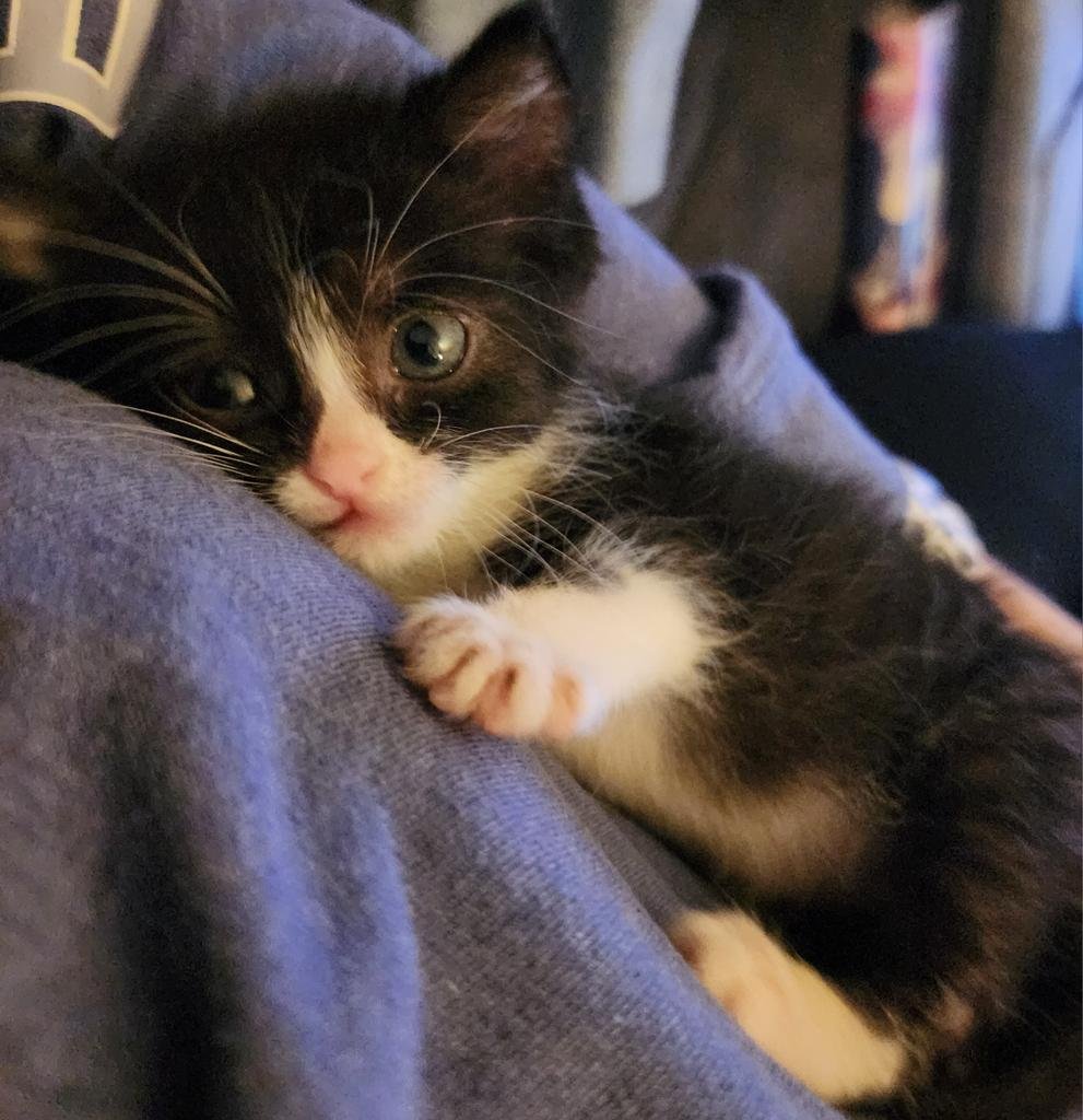 CLAIRE - Domestic Short Hair available for adoption