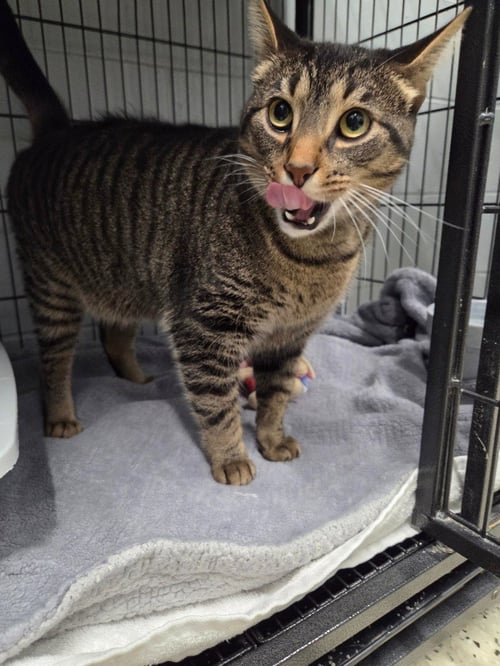 FRY - Domestic Short Hair available for adoption