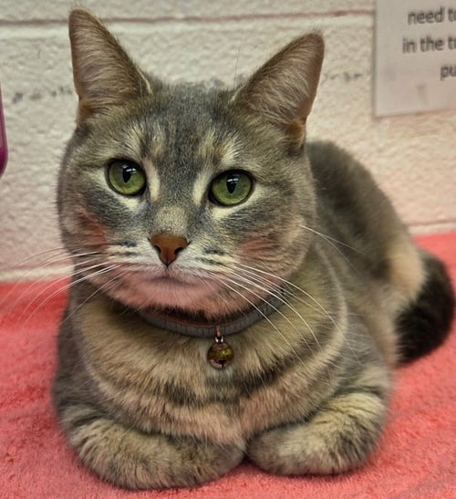 MYSTIQUE - Domestic Short Hair available for adoption