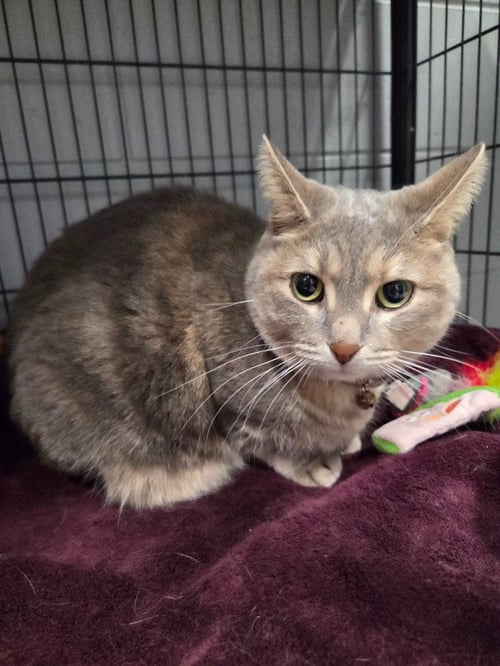 MYSTIQUE - Domestic Short Hair available for adoption