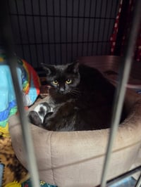 Sassie - Photo 3