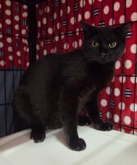 Sassie - Photo 2
