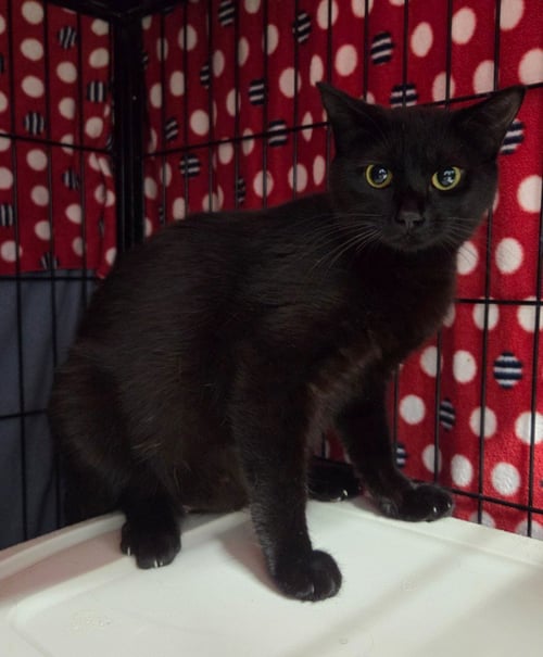 SASSIE - Domestic Short Hair available for adoption