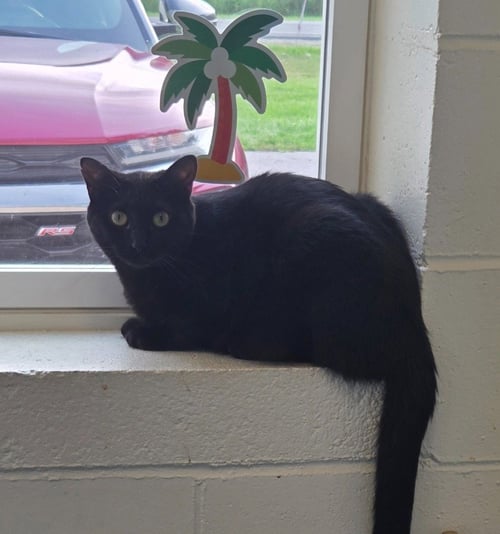 SASSIE - Domestic Short Hair available for adoption