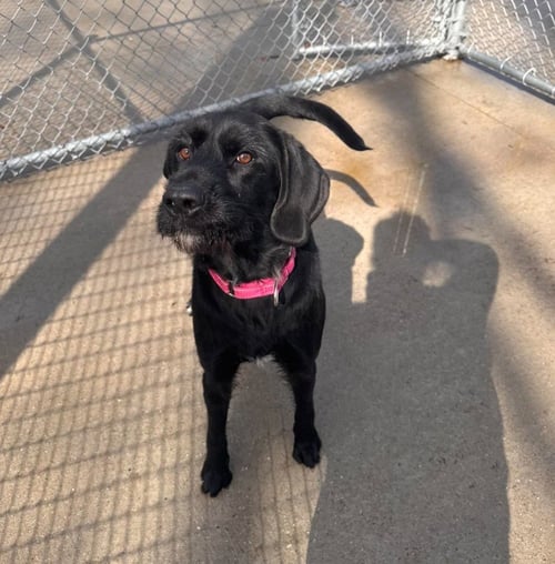 RUE - Labrador Retriever available for adoption