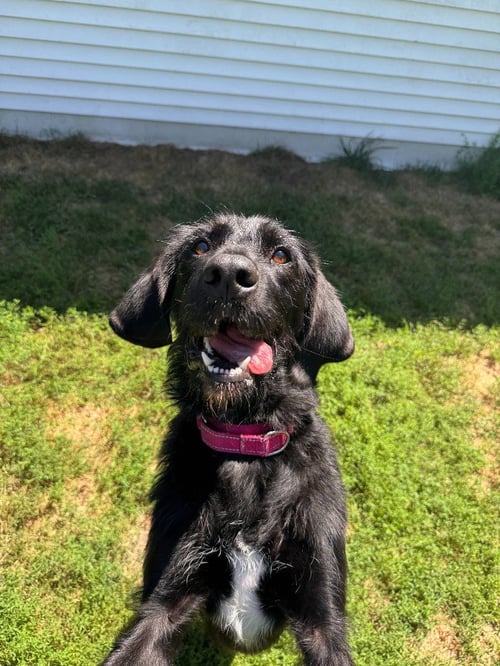 RUE - Labrador Retriever available for adoption