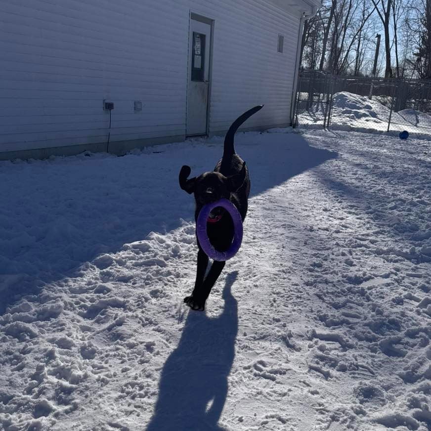 RUE - Labrador Retriever available for adoption