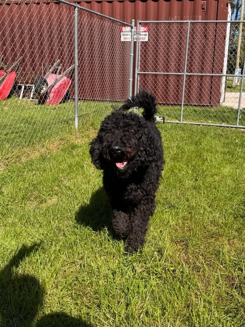 JACKSON - Labrador Retriever / Poodle (unknown type) available for adoption