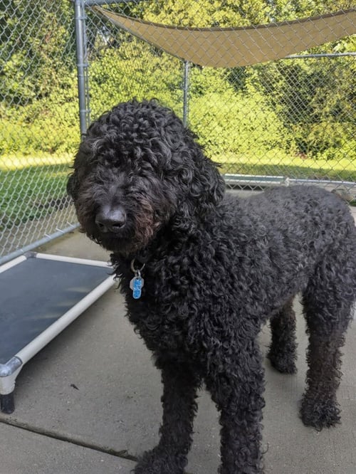 JACKSON - Labrador Retriever / Poodle (unknown type) available for adoption